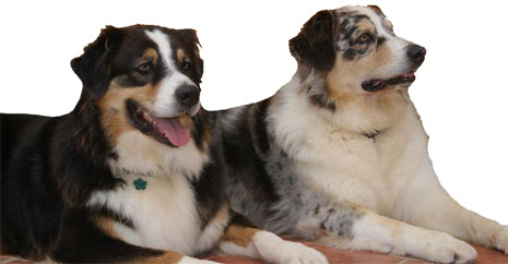 aussies